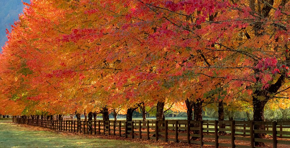 USA-Washington State-North Bend fence and tree lined driveway in fall colors